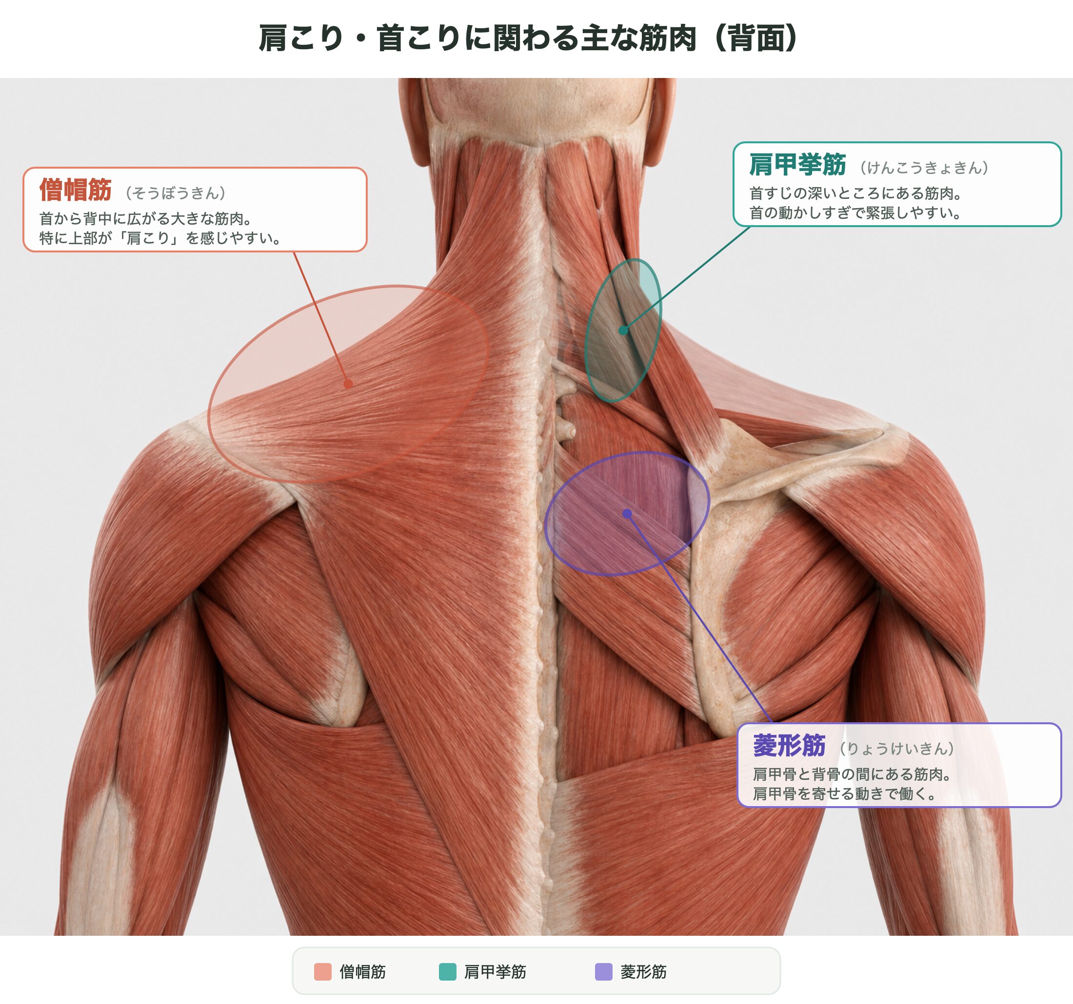 肩こり・首こりに関わる僧帽筋・肩甲挙筋・菱形筋の解剖図