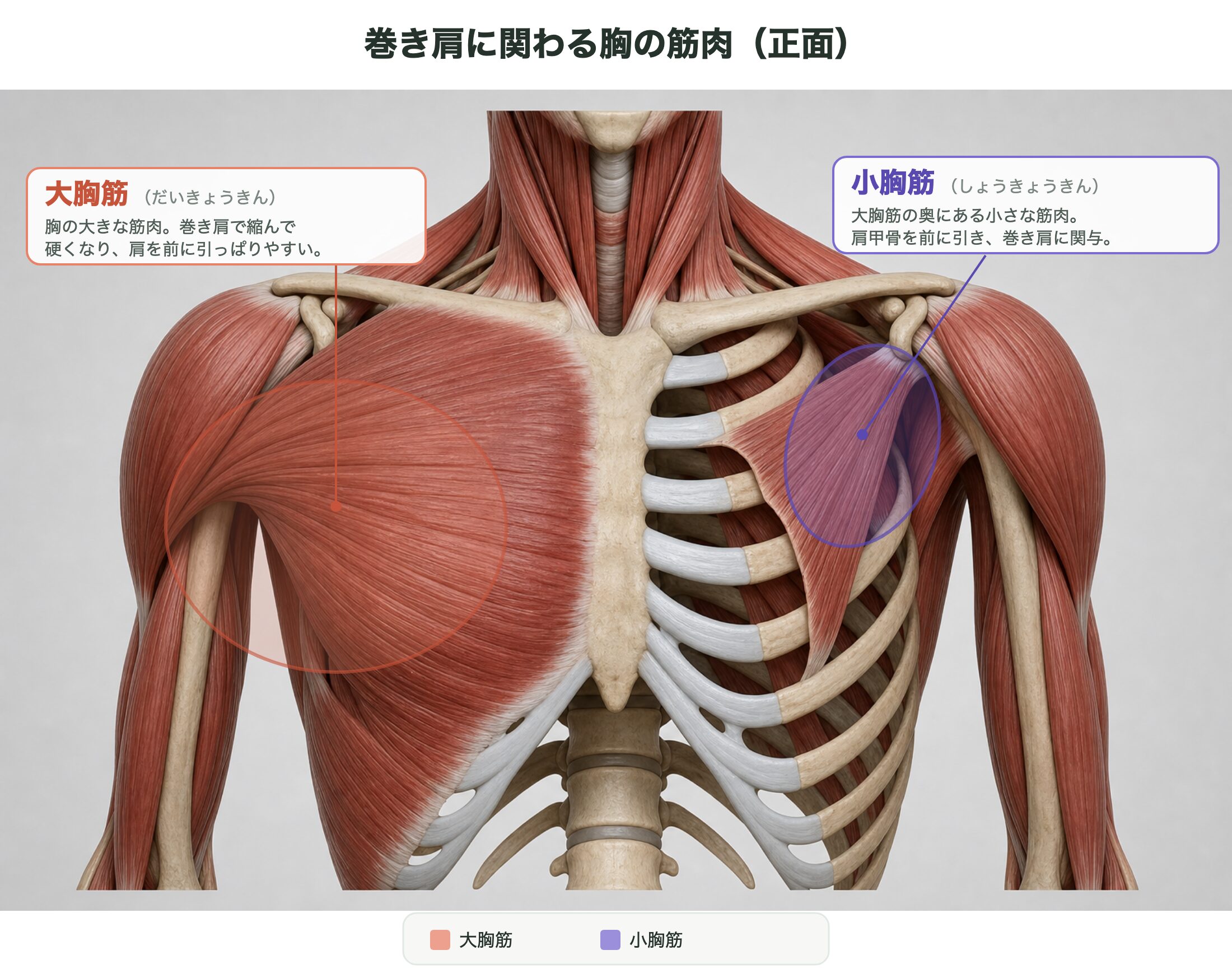 巻き肩に関わる大胸筋・小胸筋の解剖図